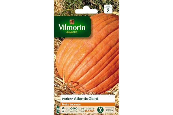 Vilmorin 3860442 Pack de Graines Potiron Atlantic Giant Fruits Enormes