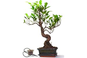 GENERIC Ficus Retusa (Fig) Bonsai Tree S Trunk - Supplied with Care Set and drip Tray Olive Green Pot