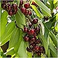 Stella Cherry Tree 4-5ft in a 5L Pot, Self-Fertile & Ready to Fruit.Dark Red, Very Tasty 3fatpigs®