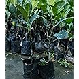 Hybrid jackfruit live plant pack of 2 grafted healthy plant 1.5-2 feet hight