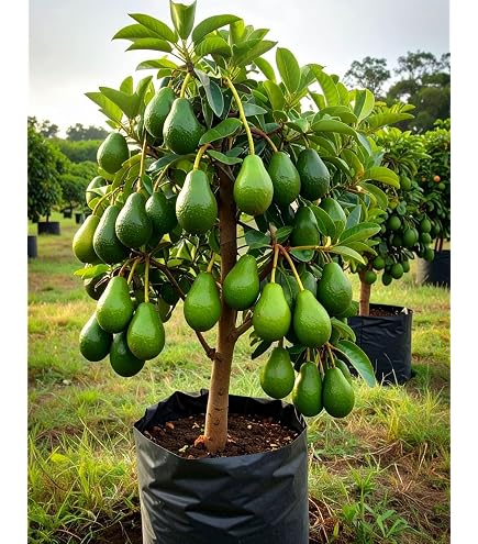 Guruji Plantation Hass Avocado (Avocado Fruit) Grafted Fruit Plant