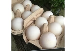HOME FARM CORNWALL - LOVINGLY LOCAL Free Range Duck Eggs (18)