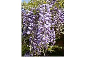 TREE ONLINE NURSERY Chinese Wisteria sinensis, 10-20cm Tall, Strong, Lush Starter Plant in a 7/8cm Pot Hardy Climber Violet Flowers
