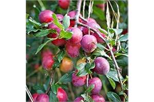 Big Juicy Victoria Plum Tree 4-5ft Tall, Ready to Fruit, Self Fertile & Juicy 3fatpigs®