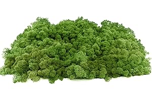 INMO Moos - Islandmoos echtes Natur Moos konserviert 4 KG Waldgrün. Dekomoos zum Basteln, Moosbild, Wand-Bilder, Wanddeko, Modellbau weitere Farben und Mengen zur Auswahl 40g - 500g 1 KG - 4 KG