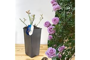 BLUE MAGIC DESIGN Mature Plant Indigoletta Purple Climbing Rose in 2L Pot: Well-Developed Roots, Ideal for Trellises, Arbors, and Vertical Garden Features