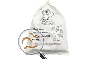 Livefoods4u Live Mealworm 250g Bag (20-30mm) - Live Food for Reptiles & Garden Birds - Regular Mealworm