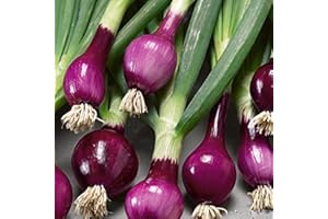 Purple Spring Onion Lilia Seeds, 250 Seeds for Planting in Gardens, Pots & Allotments – Suitable for Indoor & Outdoor Planting – Packed in The UK by Meldon Seeds