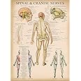 Palace Learning Vintage Spinal Nerves Anatomical Chart - Spine and Cranial Nervous System Anatomy Poster (with Dermatomes) Laminated - 18" x 24"