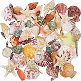 Mixed Beach Seashells, 9 Types of Natural Seashells 3-9cm and 2 Kinds of Starfish for Beach Themed Parties, Crafts, Vase Fill