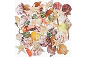 FANGOO Sea Shells Mixed Beach Seashells 9 Kinds of 3-9 CM Natural Seashells and 2 Kinds of Starfish for Beach Theme Party DIY Crafts Vase Fillers Home Wedding Decorations FishTank Supplies