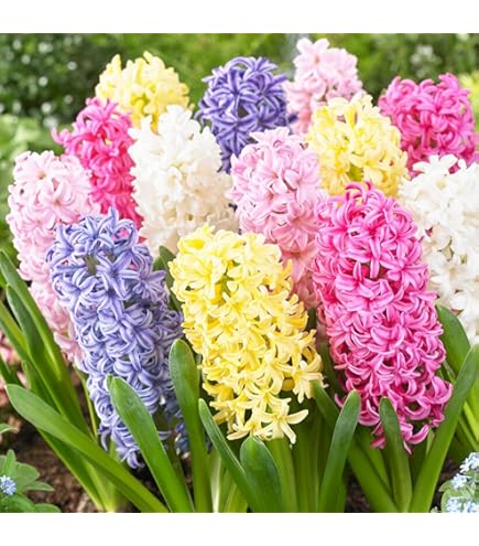 Bulbes De Jacinthes Parfumées – Lot De 15 (Mélange Bleu/Blanc) – Vivaces, Rustiques, Gros Bulbes à Planter En Jardin Ou Pot
