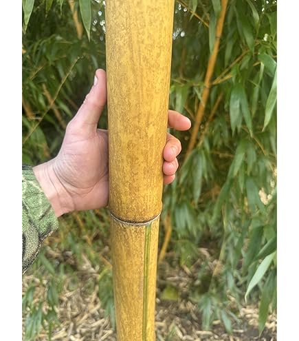 Goldener Bambus 50 Samen -Winterfest- 'Phylostachys aurea' : Amazon.de:  Garten