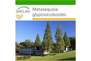 SAFLAX - Świat Pierwotny - Sekwoja - 60 Nasiona - Z pożywką wolną od zarazków - Metasequoia glyptostroboides