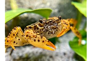 DAXTON-PLANT 2 Stück Pantherkrabbe - Parathelphusa pantherina, Aquarium Unterwasser Krabbe