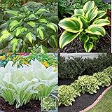 Stauden Hosta Hybride Funkie,Herzblattlilien- / Garten- und Straßendekorationspflanzen sind grüne, schattentolerante Pflanzen