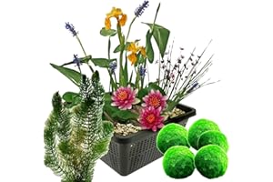 S VD VELDE WATERPLANTEN vdvelde.com - Mini Teichset - Rot + Sauerstoffpflanzen gegen Algen - 1 Rote Seerose, 3 Blühende Wasserpflanzen 5 Mooskugeln und 6 Hornblatt - inklusive Teichkorb