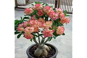 YGHESFDE Planta de rosa del desierto, adenium obesum planta,planta ornamental perenne, apta para plantar en macetas,-2Bulbos-B