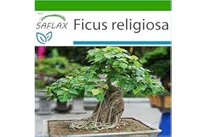 SAFLAX - Arbre de la Bodhi - 100 graines - Avec substrat - Ficus religiosa