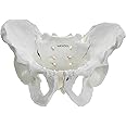 Labzio - Male Pelvis Skeleton Model, Anatomically Correct, Life Size – Ideal for Educational, Medical, and Demonstrative Purposes