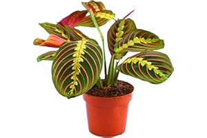 GARDENERSDREAM Plante tricolore Fascinator Maranta pour la Maison ou le Bureau (pot 20-30cm inclus)