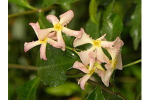 Jasmin Étoilé Pink Showers Godet