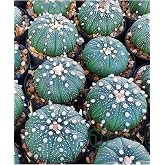 Astrophytum Asterias serisi 1 adet nadir koleksiyon kakt&uuml;s 5.5 cm kahverengi saksıda