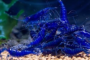 AQUA BREEDING SKILL AquaBreedingSkill Lot de 10 Crevettes Saphir Bleu – Crevettes Vivantes pour Aquarium – Naines Neocaridina, Habitants Pacifiques pour Aquariums, Taille 1,5-2 cm