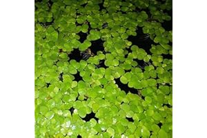 LAMPHLE Graines de lentilles d'eau, 100 pièces/sac graines de lentilles d'eau haute germination plantes flottantes réservoir de poissons rares semis d'herbe pour aquarium Des graines
