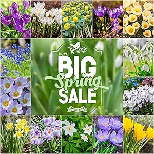 ScoutSeed Mixed Crocus alle 5 Sorten: FR&Atilde;&oelig;HLINGSBLUMENLAMPE | Schneegl&Atilde;&para;ckchen | Glockenblumen | Krokus | Narzissen | Aconites