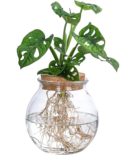 monstera brazilian Buy Rare Monstera Deliciosa Electrolyte (…