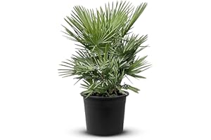 Tropictrees Chamaerops Humilis | palmier nain Resistant au froid | Hauteur 70/90cm Petite taille | protection de balcon |