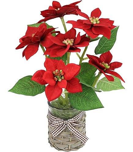 rote zimmerpflanzen Rote Poinsettia - Euphorbia pulcherrima red