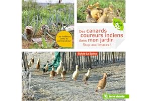 Des canards coureurs indiens dans mon jardin: Stop aux limaces !