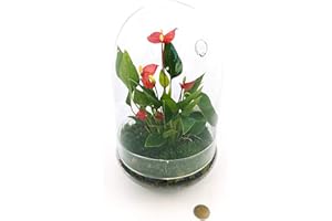 POWERS TO FLOWERS - ANTHURIUM ROSSO MILLION FLOWERS IN TERRARIUM, pianta vera