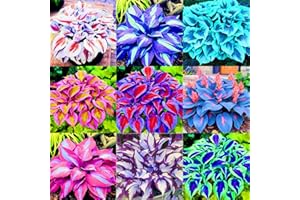FKGNQS Rapid Growth Holiday Gifts Easy Planting Hostas Plants UK Garden Flowers Wedding Flowers-4Bulbs-b