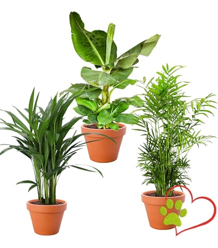 florida ghost Philodendron 'Florida Ghost' 4"