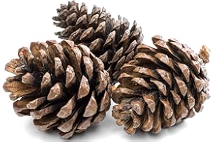 FLORALCRAFT 1Kg Natural Pine Cones 5 to 7cm Christmas Wreath Garlands Decoration Dried Floral Arrangements