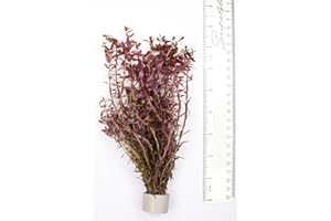 PondPlantsUK - Mixed Tropical Live Aquarium Plants (5 Strand Ringed Rotal Indica)