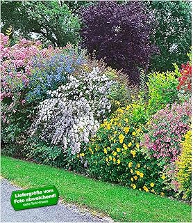 Bluhende Hecke 5 Heckenpflanzen Amazon De Garten