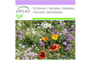 SAFLAX - Polne Kwiaty - Raj Dla Owadów - 1000 Nasiona - 19 Wildflower Mix