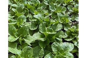 MES GRAINES POTAGÈRES Lote de 500 semillas de canónigos verdes - Variedad tradicional y sabrosa - Fácil de cultivar para principiantes - 100% natural - Calidad gustativa - Garantía de germinación - 100% reproducible