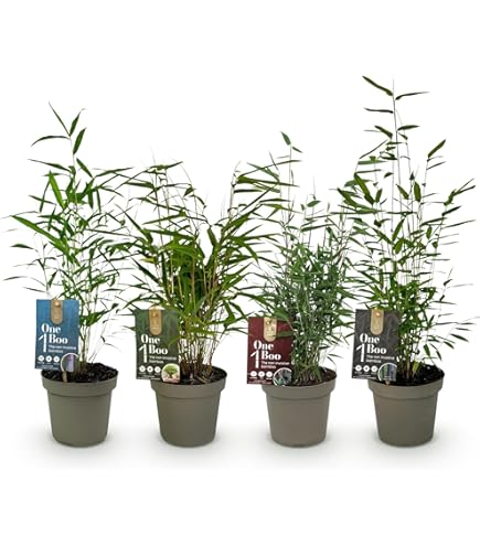 1 Fargesia nitida Bambus Black Pearle 80-100cm Schwarzer-Schirmbambus  winterhart Hecke x : Amazon.de: Garten