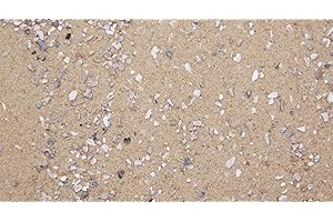 Dihl 1KG Aviary Bird Cage Sand with Oystershell, Calcium & Minerals Aids Digestive Health and General Well Being. Premium Quality for all Birds, 1 KG