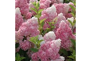 Panicle Hydrangea Vanilla Fraise Cream White / Pink / Purple Red - Hydrangea Hardy & Perennial - Hydrangea Paniculata - 1 Plant from Garten Schlüter - Plants in Top Quality