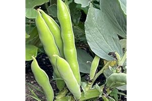 Broad Bean Seeds Aquadulce Claudia - 45 Seeds for Autumn or Spring Planting Very Hardy OverWinter Vegetable Plant and Grow Your Own Vegetables - Packed in The UK by Meldon Seeds
