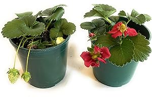 AMAZONSEEEDS 10 PIANTE DI FRAGOLA RIFIORENTE, IN VASO 2 LITRI, PRODUZIONE MAGGIO-OTTOBRE