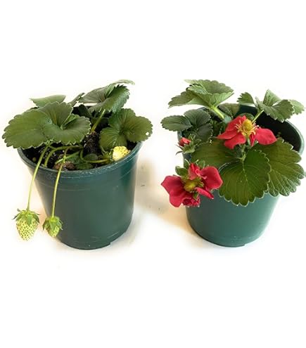 Fragole Piante Piante Di Fragole A Frutto Grosso - Confezione Da 10 Piante Rifiorenti Melograno Pianta