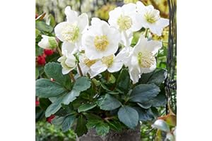 GARDENERSDREAM Helleborus Christmas Carol | Christmas Rose | Hardy Perennial Garden Plant | Plants Outdoor Garden Ready for Bedding, Borders, Containers (9cm Pot, 10-20cm)