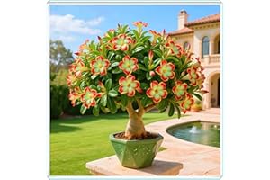 KVHSVB La rosa del desierto florece fácilmente durante toda la temporada sin necesidad de mantenimiento.-1bulbos-D